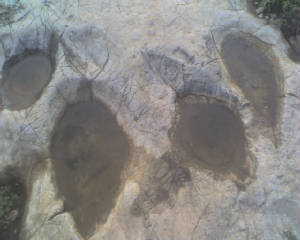 foot2.jpg